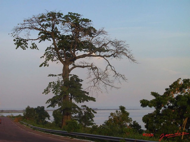 002 Congo Brazzaville Arbre 07wtmk.jpg