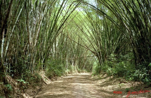 006 Congo Piste Dolisie Pointe-Noire Bambou 03Awtmk.jpg