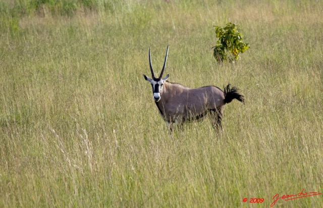 021 Plateaux Bateke 6 Oryx gazella 9E5K2IMG_53286wtmk.jpg