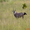 021 Plateaux Bateke 6 Oryx gazella 9E5K2IMG_53286wtmk.jpg