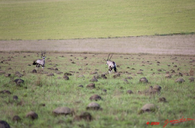 022 Plateaux Bateke 6 Oryx gazella 9E5K2IMG_53296wtmk.jpg