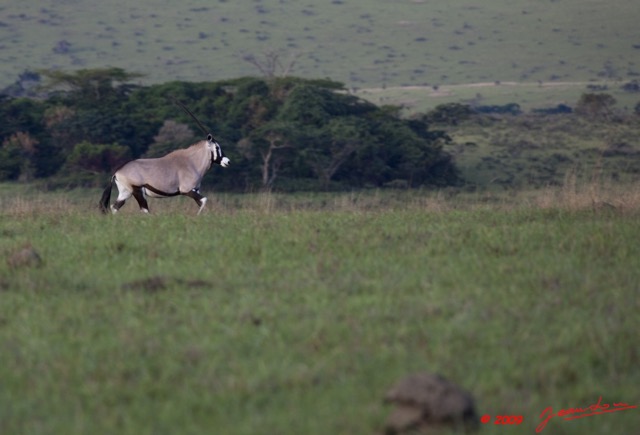 023 Plateaux Bateke 6 Savane et Oryx gazella 9E5K2IMG_53314awtmk.jpg