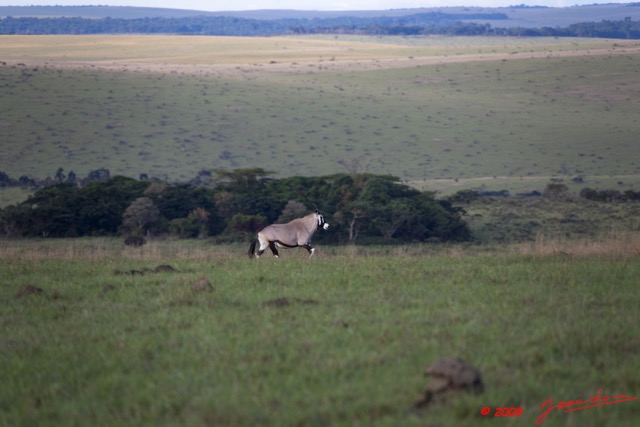 024 Plateaux Bateke 6 Savane et Oryx gazella 9E5K2IMG_53314wtmk.jpg