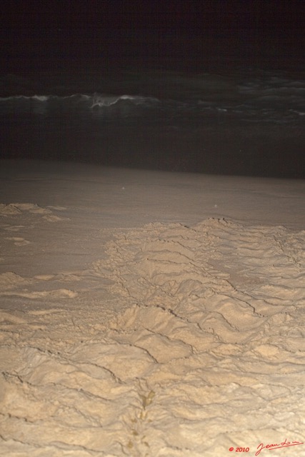 028 WINGOMBE Tortue Luth Les Traces sur la Plage 9E5K2IMG_56741wtmk.jpg