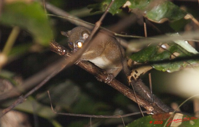 037 OSSELE Galago sp dans le Feuillage 10E5K2IMG_64660awtmk.jpg