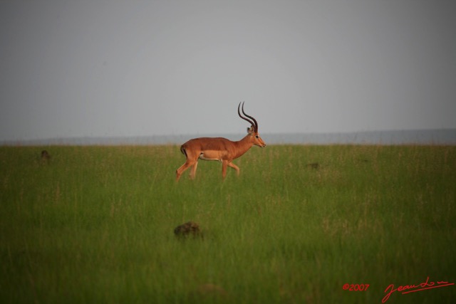 001 Plateaux Bateke Impala Aepyceros melampus IMG_2086awtmk.jpg