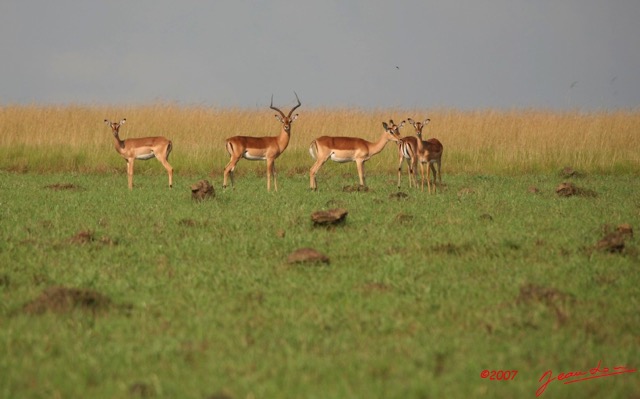 002 Plateaux Bateke Impala Aepyceros melampus IMG_2021awtmk.jpg