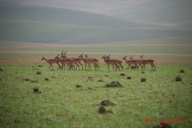 003 Plateaux Bateke Impala Aepyceros melampus  IMG_2132WTMK.jpg