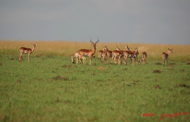 004 Plateaux Bateke Impala Aepyceros melampus en Troupeau IMG_2019awtmk.jpg