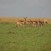 004 Plateaux Bateke Impala Aepyceros melampus en Troupeau IMG_2019awtmk.jpg