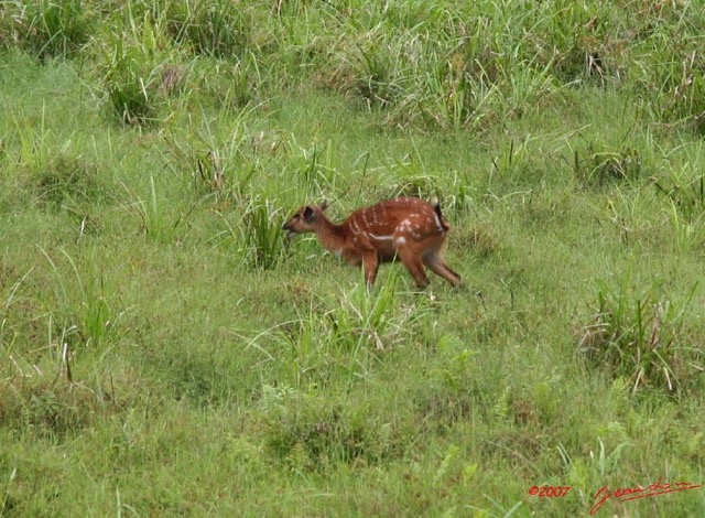 008 LANGOUE Bai Sitatunga Femelle 7IMG_7995wtmk.JPG