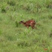 008 LANGOUE Bai Sitatunga Femelle 7IMG_7995wtmk.JPG