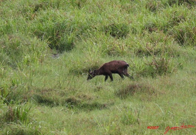 009 LANGOUE Bai Sitatunga Male 7IMG_7986wtmk.JPG