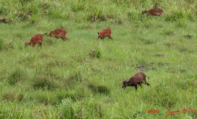 010 LANGOUE Bai Sitatunga Male et Femelles 7IMG_7992wtmk.JPG