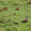 010 LANGOUE Bai Sitatunga Male et Femelles 7IMG_7992wtmk.JPG