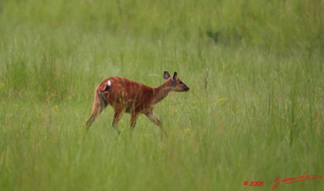 012 LEKEDI 2 Sitatunga Femelle 8EIMG_3396wtmk.JPG