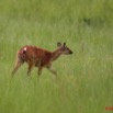 012 LEKEDI 2 Sitatunga Femelle 8EIMG_3396wtmk.JPG