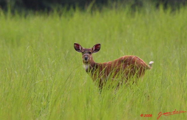 013 LEKEDI 2 Sitatunga Femelle 8EIMG_3421wtmk.JPG