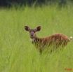 013 LEKEDI 2 Sitatunga Femelle 8EIMG_3421wtmk.JPG