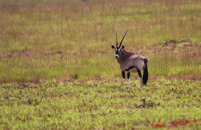 018 Plateaux Batekes 3 Oryx gazella 8EIMG_17319WTMK.JPG