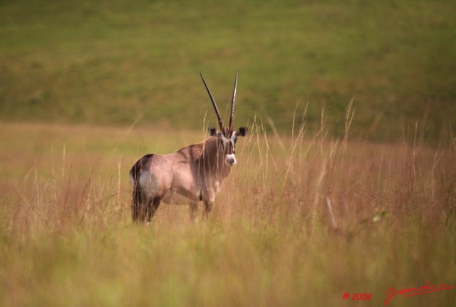 020 Plateaux Batekes 3 Oryx gazella 8EIMG_17321WTMK.JPG