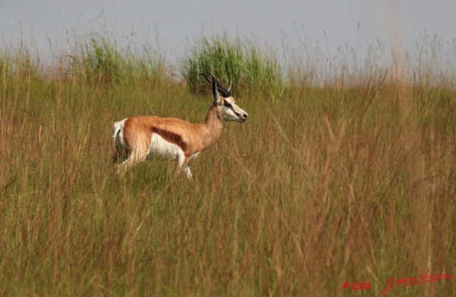 021 Plateaux Batekes 3 Springbock Antidorcas marsupialis 8EIMG_17009WTMK.JPG