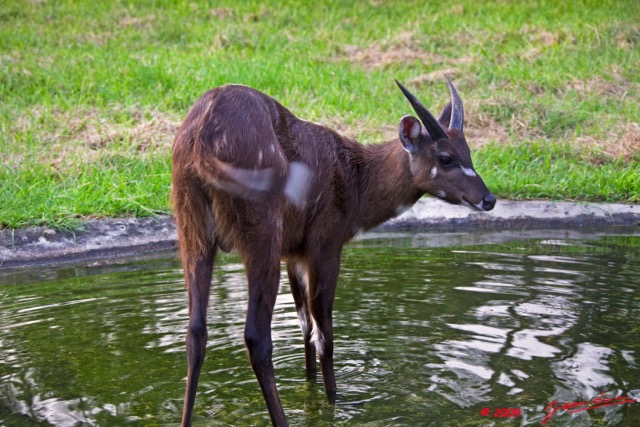 025 LAMBARENE Hotel Zoo et Sitatunga 8E5IMG_28344wtmk.jpg