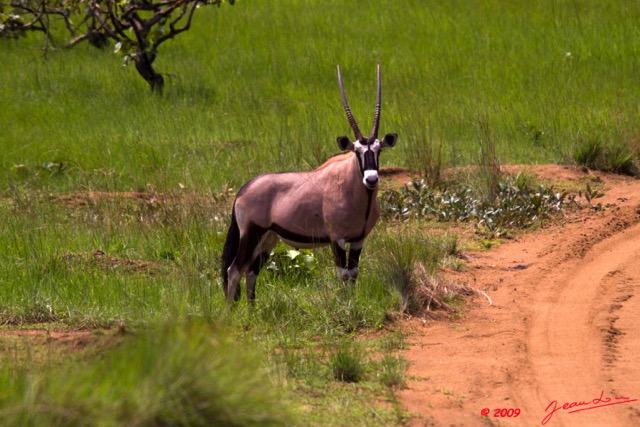 031 Plateaux Bateke 4 Oryx gazella 9E50IMG_30940wtmk.jpg