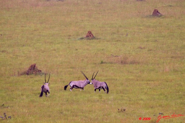 035 Plateaux Bateke 4 Oryx gazella et Termitières 9E50IMG_30799wtmk.jpg