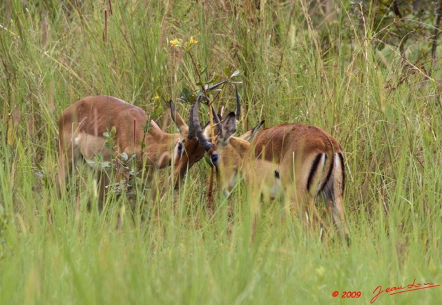 042 LEKEDI 3 Impalas en Combat 9E5K2IMG_55110wtmk.jpg