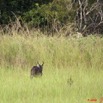 043 LEKEDI 3 Sitatunga Male 9E5K2IMG_54699wtmk.jpg