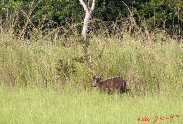 044 LEKEDI 3 Sitatunga Male 9E5K2IMG_54704wtmk.jpg