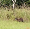 044 LEKEDI 3 Sitatunga Male 9E5K2IMG_54704wtmk.jpg