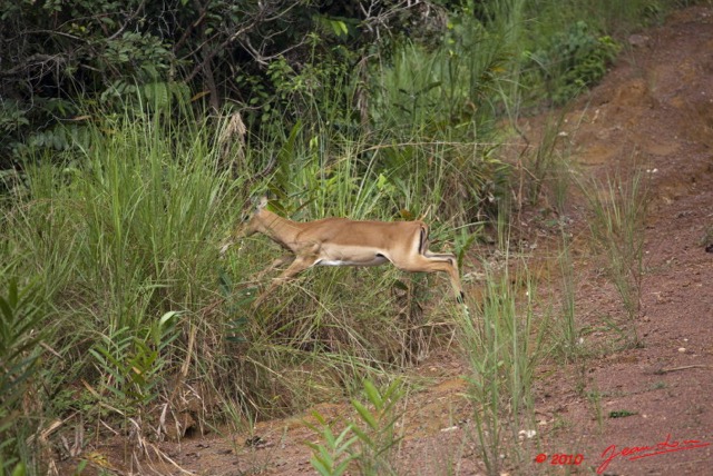 046 LEKEDI 4 Impala Male en Fuite 9E5MK2IMG_56100wtmk.jpg