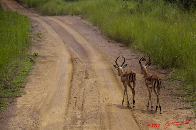 050 LEKEDI 4 Piste et Impalas Males 9E5MK2IMG_56304wtmk.jpg