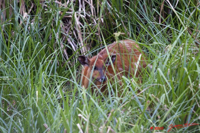 063 LANGOUE 2 Bai Sitatunga Femelle dans les Hautes Herbes 10E50IMG_32281wtmk.jpg