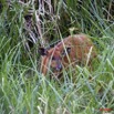 063 LANGOUE 2 Bai Sitatunga Femelle dans les Hautes Herbes 10E50IMG_32281wtmk.jpg