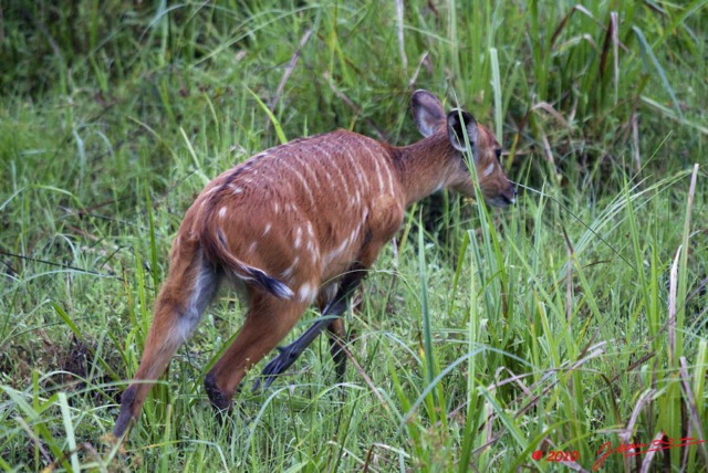 064 LANGOUE 2 Bai Sitatunga Femelle dans les Hautes Herbes 10E50IMG_32294wtmk.jpg