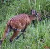 064 LANGOUE 2 Bai Sitatunga Femelle dans les Hautes Herbes 10E50IMG_32294wtmk.jpg