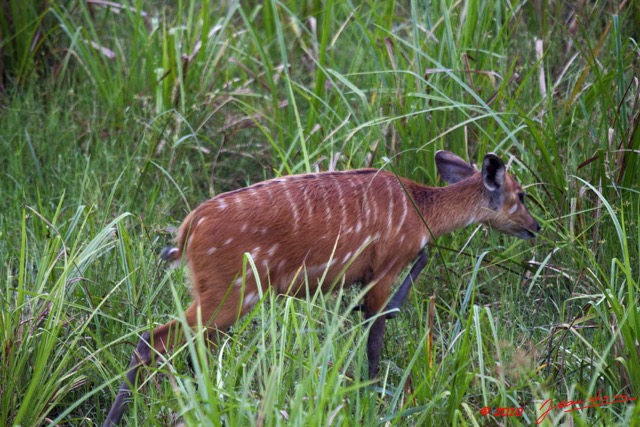 065 LANGOUE 2 Bai Sitatunga Femelle dans les Hautes Herbes 10E50IMG_32296wtmk.jpg