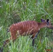 065 LANGOUE 2 Bai Sitatunga Femelle dans les Hautes Herbes 10E50IMG_32296wtmk.jpg