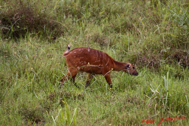 066 LANGOUE 2 Bai Sitatunga Femelle dans les Hautes Herbes 10E50IMG_32310wtmk.jpg