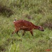 066 LANGOUE 2 Bai Sitatunga Femelle dans les Hautes Herbes 10E50IMG_32310wtmk.jpg