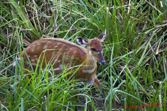 067 LANGOUE 2 Bai Sitatunga Femelle Tragelaphus spekei 10E5K2IMG_62177wtmk.jpg