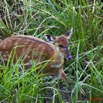 067 LANGOUE 2 Bai Sitatunga Femelle Tragelaphus spekei 10E5K2IMG_62177wtmk.jpg