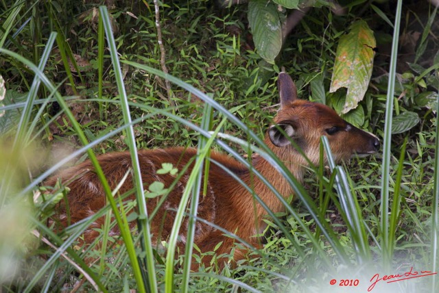 068 LANGOUE 2 Bai Sitatunga Femelle Tragelaphus spekei 10E5K2IMG_62226wtmk.jpg