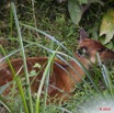 068 LANGOUE 2 Bai Sitatunga Femelle Tragelaphus spekei 10E5K2IMG_62226wtmk.jpg