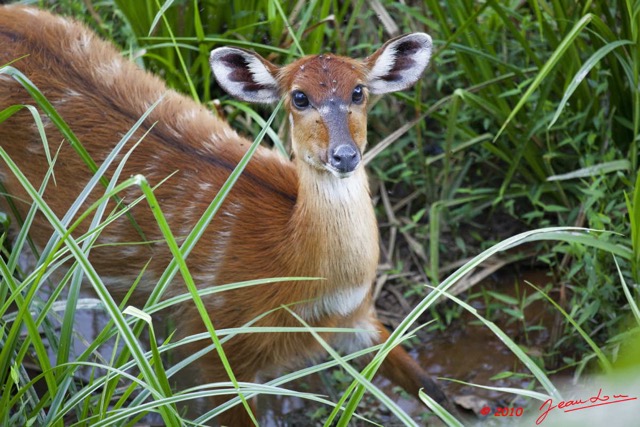 069LANGOUE 2 Bai Sitatunga Femelle Tragelaphus spekei 10E5K2IMG_62186wtmk.jpg