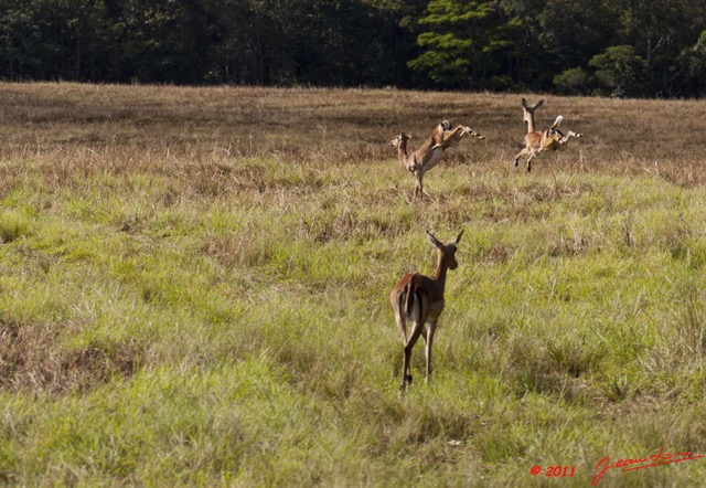 070 LEKEDI 5 Impalas Aepyceros melampus f 11E5K2IMG_67150wtmk.jpg