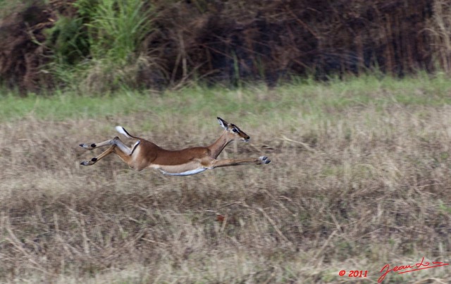 072 LEKEDI 5 Impalas Aepyceros melampus f 11E5K2IMG_67174wtmk.jpg